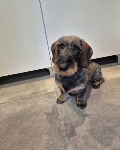 Trimsalon Soof Druten