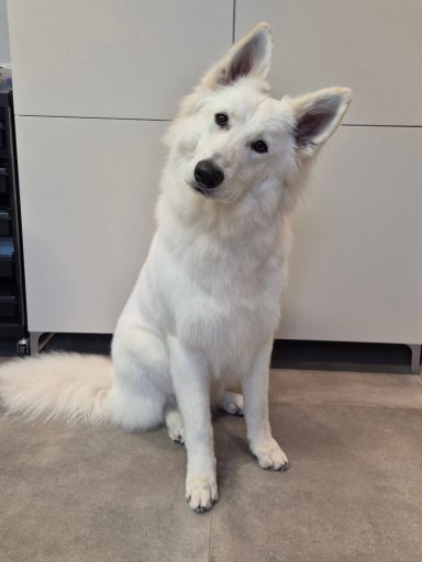 Trimsalon Soof Druten