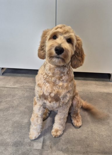 Trimsalon Soof Druten